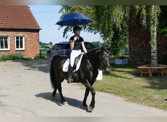 Cob, Caballo castrado, 13 años, 150 cm, Castaño oscuro