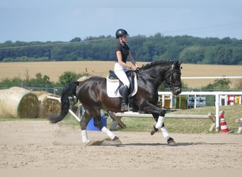 Cob, Caballo castrado, 13 años, 150 cm, Castaño oscuro