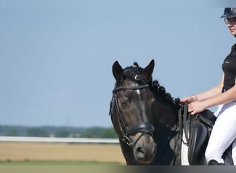 Cob, Caballo castrado, 13 años, 150 cm, Castaño oscuro