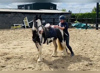 Cob, Caballo castrado, 14 años, 136 cm, Pío