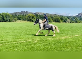 Cob, Caballo castrado, 14 años, 136 cm, Pío