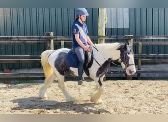 Cob, Caballo castrado, 14 años, 136 cm, Pío