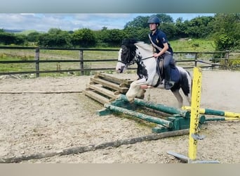 Cob, Caballo castrado, 14 años, 136 cm, Pío