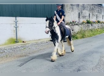 Cob, Caballo castrado, 14 años, 136 cm, Pío