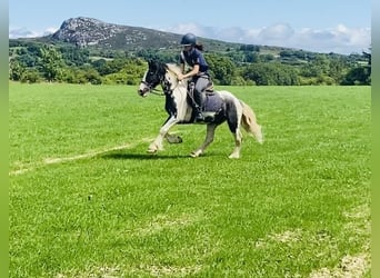 Cob, Caballo castrado, 14 años, 136 cm, Pío