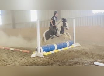 Cob, Caballo castrado, 14 años, 136 cm, Pío