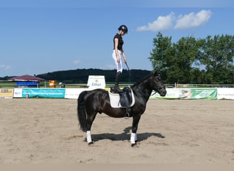 Cob, Caballo castrado, 14 años, 150 cm, Morcillo