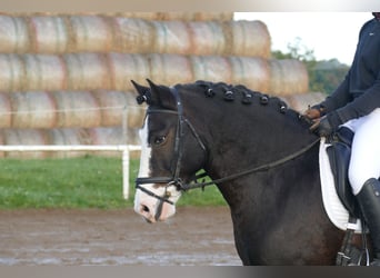 Cob, Caballo castrado, 14 años, Negro