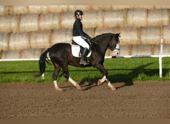 Cob, Caballo castrado, 14 años, Negro
