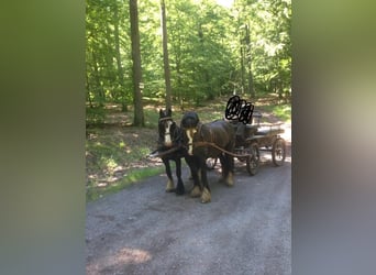 Cob, Caballo castrado, 16 años, 150 cm, Negro