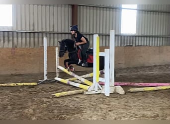 Cob, Caballo castrado, 17 años, 120 cm, Pío