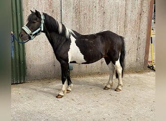Cob, Caballo castrado, 17 años, 120 cm, Pío