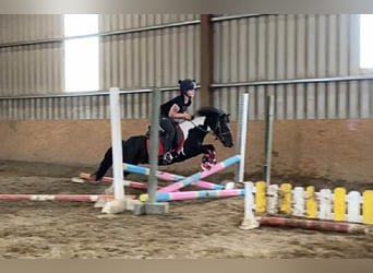Cob, Caballo castrado, 17 años, 120 cm, Pío