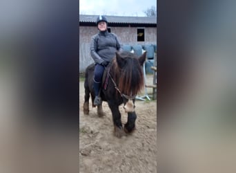 Cob, Caballo castrado, 19 años, 145 cm, Castaño