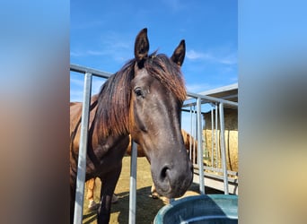 Cob Mestizo, Caballo castrado, 2 años, 150 cm, Castaño oscuro