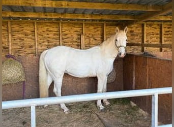 Cob Mestizo, Caballo castrado, 3 años, 142 cm, Tordo