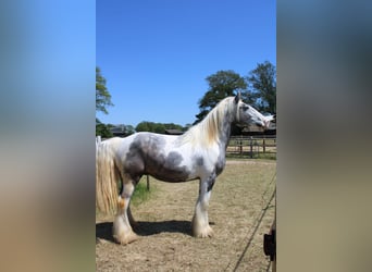 Cob, Caballo castrado, 3 años, 158 cm, Tordo