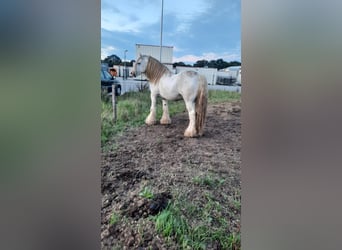 Cob, Caballo castrado, 3 años, 158 cm, Tordo