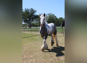 Cob, Caballo castrado, 3 años, 158 cm, Tordo