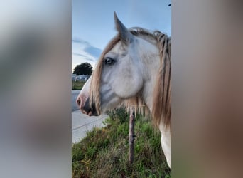 Cob, Caballo castrado, 3 años, 158 cm, Tordo