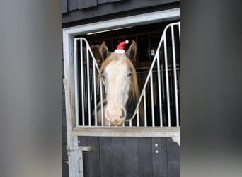 Cob, Caballo castrado, 3 años, 158 cm, Tordo