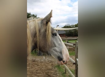 Cob, Caballo castrado, 3 años, 158 cm, Tordo