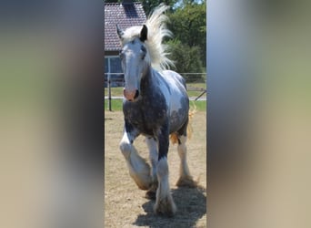 Cob, Caballo castrado, 3 años, 158 cm, Tordo