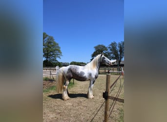 Cob, Caballo castrado, 3 años, 158 cm, Tordo