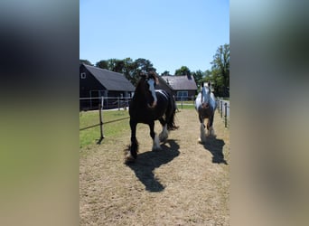 Cob, Caballo castrado, 3 años, 158 cm, Tordo