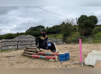 Cob, Caballo castrado, 4 años, 124 cm, Pío