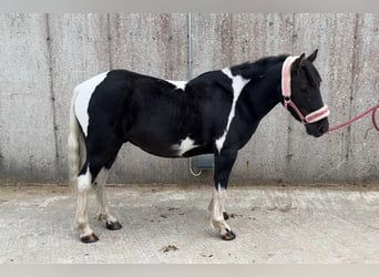 Cob, Caballo castrado, 4 años, 124 cm, Pío