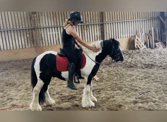 Cob, Caballo castrado, 4 años, 125 cm, Pío