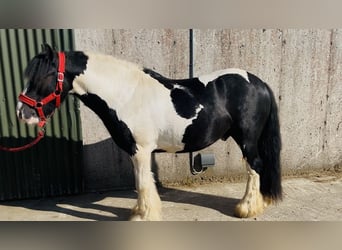 Cob, Caballo castrado, 4 años, 125 cm, Pío