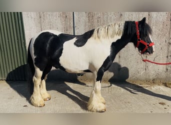 Cob, Caballo castrado, 4 años, 125 cm, Pío