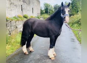 Cob, Caballo castrado, 4 años, 128 cm, Negro