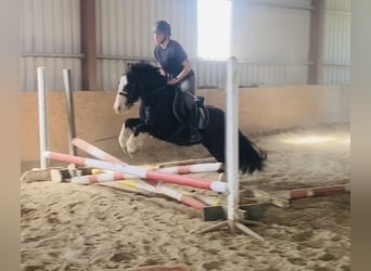 Cob, Caballo castrado, 4 años, 128 cm, Negro