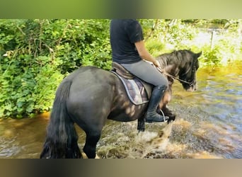 Cob, Caballo castrado, 4 años, 128 cm, Negro