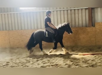 Cob, Caballo castrado, 4 años, 128 cm, Negro