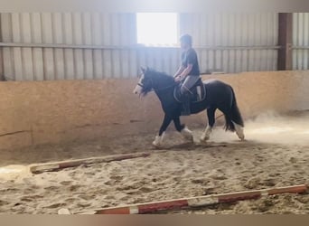 Cob, Caballo castrado, 4 años, 128 cm, Negro