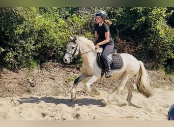 Cob, Caballo castrado, 4 años, 133 cm, Bayo