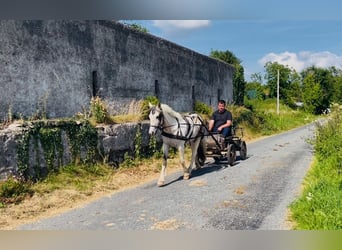 Cob, Caballo castrado, 4 años, 133 cm, Bayo