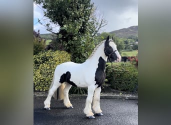 Cob, Caballo castrado, 4 años, 135 cm, Pío