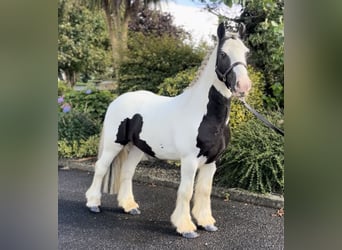 Cob, Caballo castrado, 4 años, 135 cm, Pío