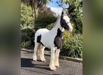 Cob, Caballo castrado, 4 años, 135 cm, Pío