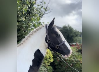 Cob, Caballo castrado, 4 años, 135 cm, Pío