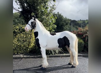 Cob, Caballo castrado, 4 años, 135 cm, Pío