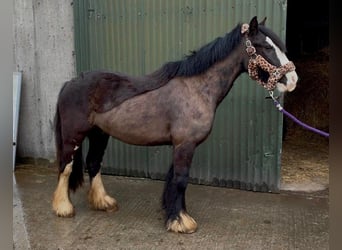 Cob, Caballo castrado, 4 años, 136 cm, Negro