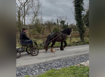 Cob, Caballo castrado, 4 años, 136 cm, Negro