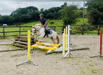 Cob, Caballo castrado, 4 años, 136 cm, Tordo