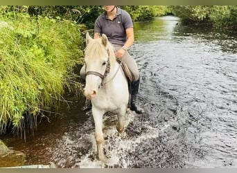 Cob, Caballo castrado, 4 años, 136 cm, Tordo